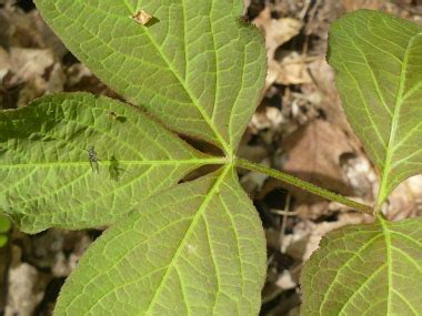 Wild Sarsaparilla: Pictures, Flowers, Leaves & Identification | Aralia nudicaulis