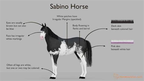 What is a Sabino Horse? Traits, Breeds, and more | Horses, Horse coloring, Horse coat colors