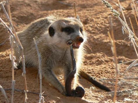 Meerkat eating a millipede