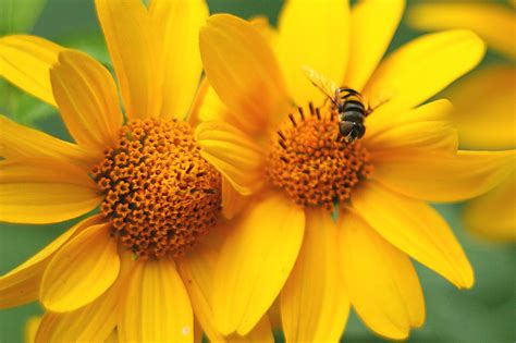 Flower Signals Electrify Nectar-Seeking Bees – Science World