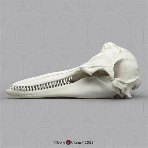 Bottlenose Dolphin Skull - Bone Clones - Osteological Reproductions