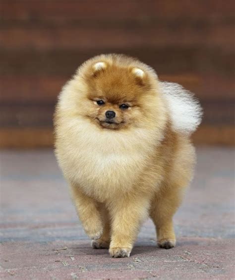 Related image | Pomeranian puppy, Pomeranian dog, Pomeranian