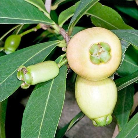 Buy Jambu - White Guava plant online at cheap price: plantsguru.com