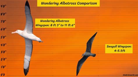 Wandering Albatross Size: How Does It Compare With Others?