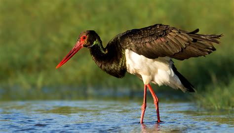 Conoce algunas de las aves que migran por primavera | HAZTE ECO