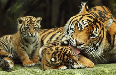 sumatran-tiger-cub | Baby Animal Zoo