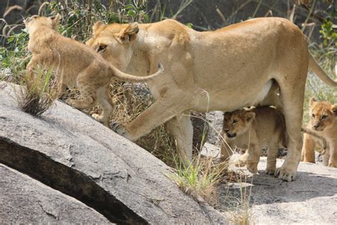 Lions in Uganda, their environment and behavior and parks.