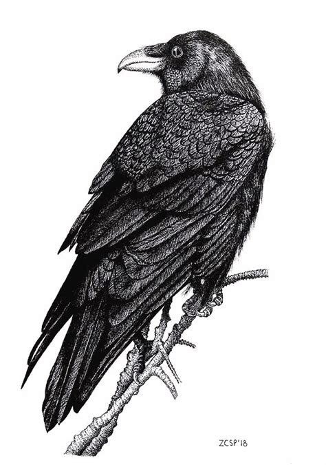 raven drawings - Google Search | Drawings, Black and white, Raven