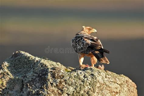 Imperial eagle stock photo. Image of barbed, autumn - 176350578