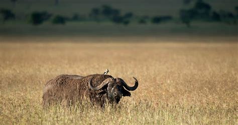 Wildlife in Serengeti National Park - Tanzania