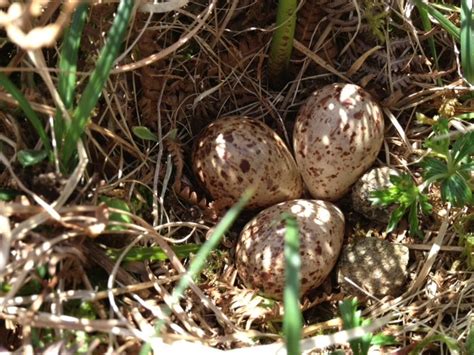 A Kilchoan Diary: Common Sandpiper Eggs