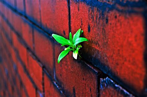 Plant On The Brick Wall Free Stock Photo - Public Domain Pictures