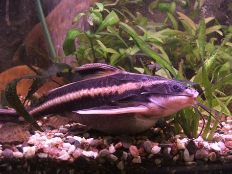 Striped Catfish: Characteristics, habitat, care and more........