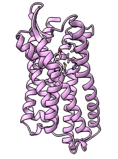 Delta Opioid Receptor