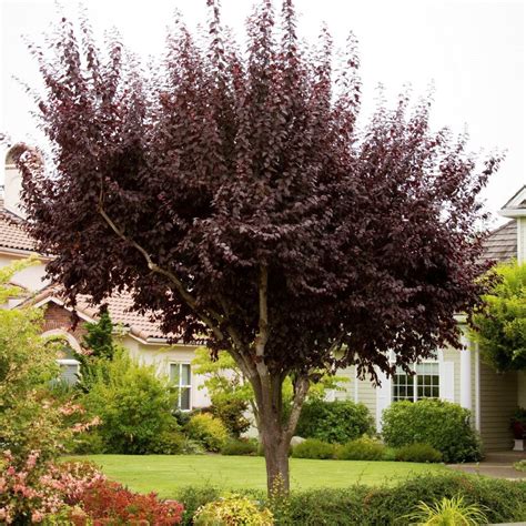 Purple Leaf Plum Tree, Purple-Leaf Plum Trees - Growing, Care, & 6 ...