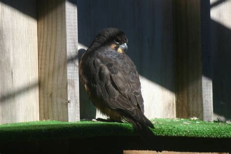 New Zealand Falcon - Wingspan | ZooChat