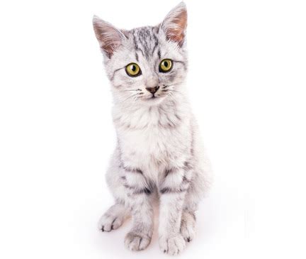 American Wirehair Cat Breed Description | GoKitty