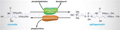 Sphingolipid Metabolism and the Ceramides - The Medical Biochemistry Page