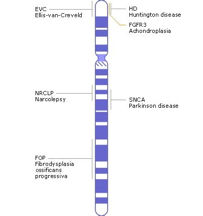 What is Chromosome 4?