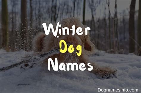 Unique Winter Dog Names – 115+ Names Inspired By Cold Weather 2023