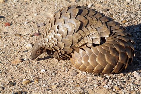 Pangolin | Endangered Species | Animal Planet