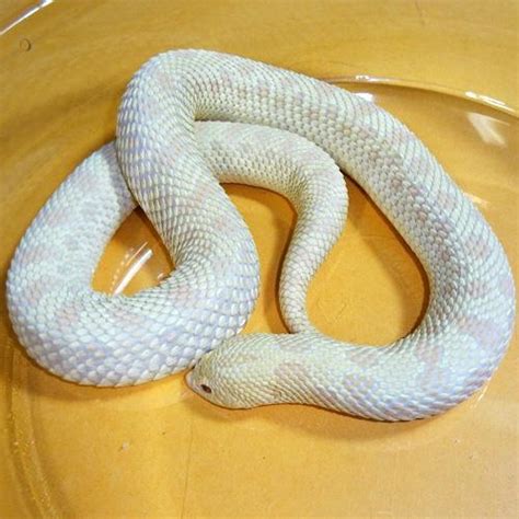 Western Hognose (Snow) adult female