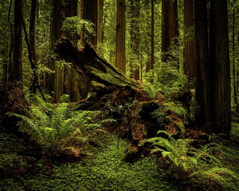 Old Growth Forest. Redwood National Park, California Photograph by TL ...