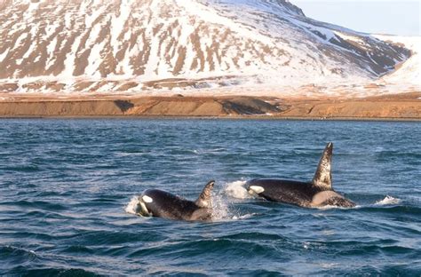 25 Years of Whale Watching in Iceland | Blog | Discover the World