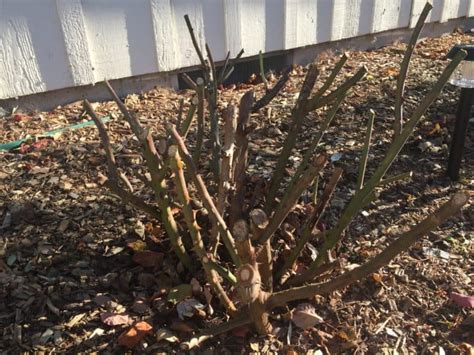 Winter Pruning of Roses | The Garden Delicious