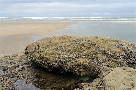 Oregon Coast Tide Pools at Hug Point and Cannon Beach - light-in-leaves