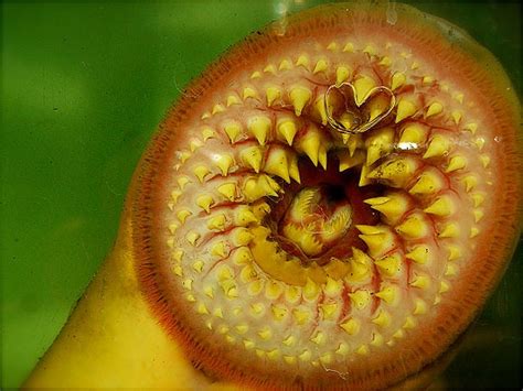 Great Lakes lamprey control program will see cuts next year - Lake ...