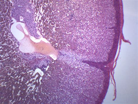 Adrenal Gland - Prepared Microscope Slide — hBARSCI