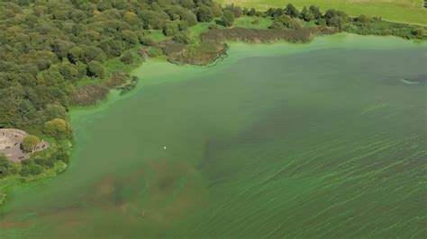 Lough Neagh: Largest lake in UK and Ireland being poisoned by toxic algae | UK News | Sky News