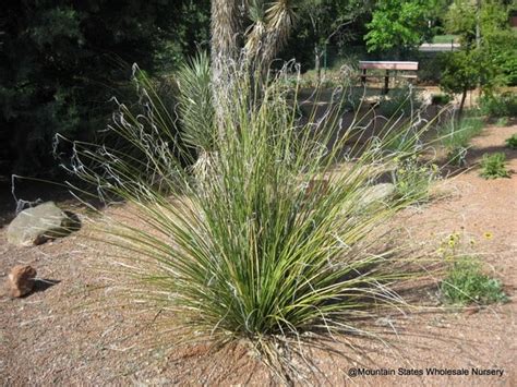 Nolina microcarpa (Bear Grass) - Mountain States Wholesale Nursery