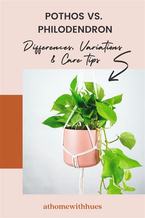 Pothos vs Philodendron - Differences, Variations & Care Tips in 2021 | Easy care indoor plants ...