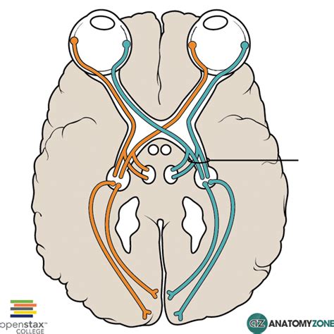 Optic Tract - AnatomyZone