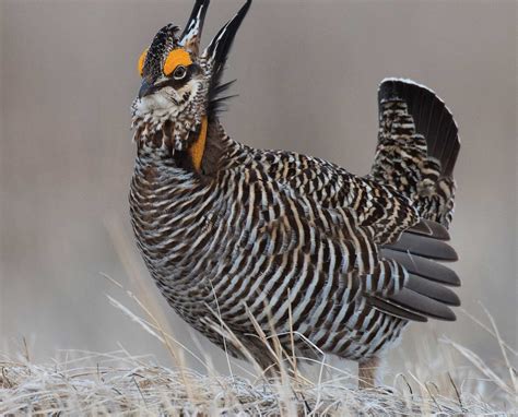 Greater Prairie-Chicken (Tympanuchus cupido) - Game Bird Profile