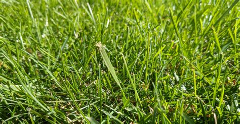 Ideal Grass Types For California Lawn