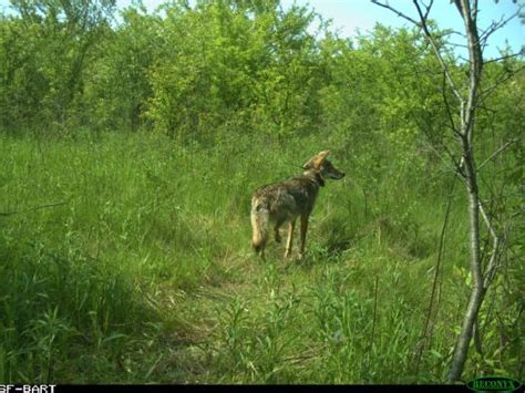 Can Genetics Explain Behavior? | Urban Coyote Research