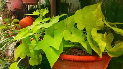 Care of Sweet Potato Vine | How to Grow and Care For Sweet Potato Vine | RM Garden - YouTube