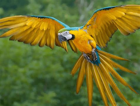 Wagler's macaw Blue-throated macaw Caninde macaw - Information fact