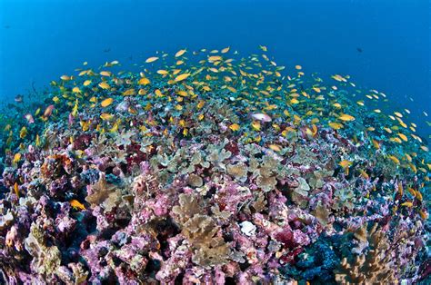 These stunning underwater organisms offer an ethereal beauty hard to ...