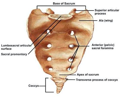 Sacral Fractures – Core EM