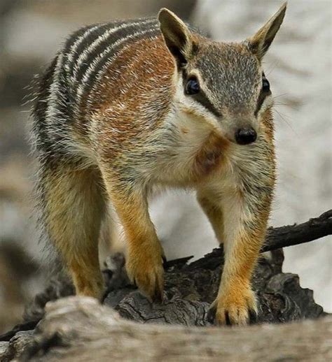 Numbat | Wildlife animals, Animals, Pets