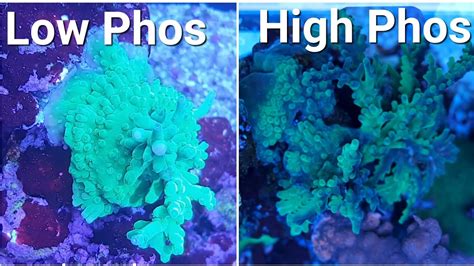 How To Reduce Phosphate in A Reef Tank – HousePetsCare.com