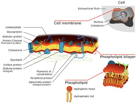 Fluid mosaic model of cell membrane proposed that a lipid bilayer(a) Is coated by a layer of ...