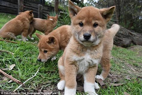 Dingo puppies welcomed to Australian Reptile Park in New South Wales | Daily Mail Online