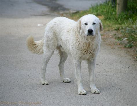 Maremma Sheepdog photo WP12982