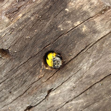 How to Protect Wood from Carpenter Bees - Johnny Counterfit