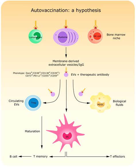 Cells | Free Full-Text | Novel Insights in Anti-CD38 Therapy Based on CD38-Receptor Expression ...